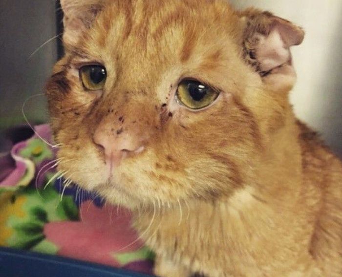 Najsmutniejszy kot świata. Nieprawdopodobna historia