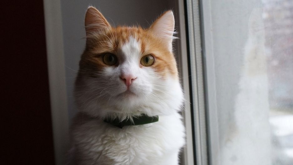 Kot okazał się lepszym przyjacielem człowieka niż pies