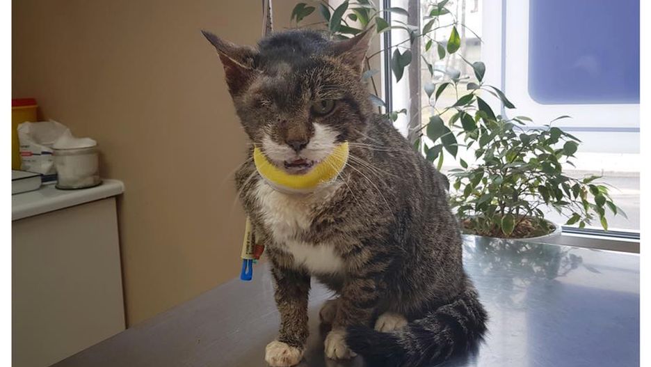 "Dzięki Wam Misiek jest już od poniedziałku w nowym domu"