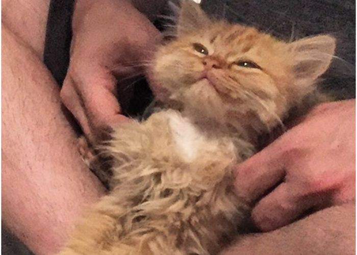 Przygarnęli go ze schroniska. Tak się odwdzięcza