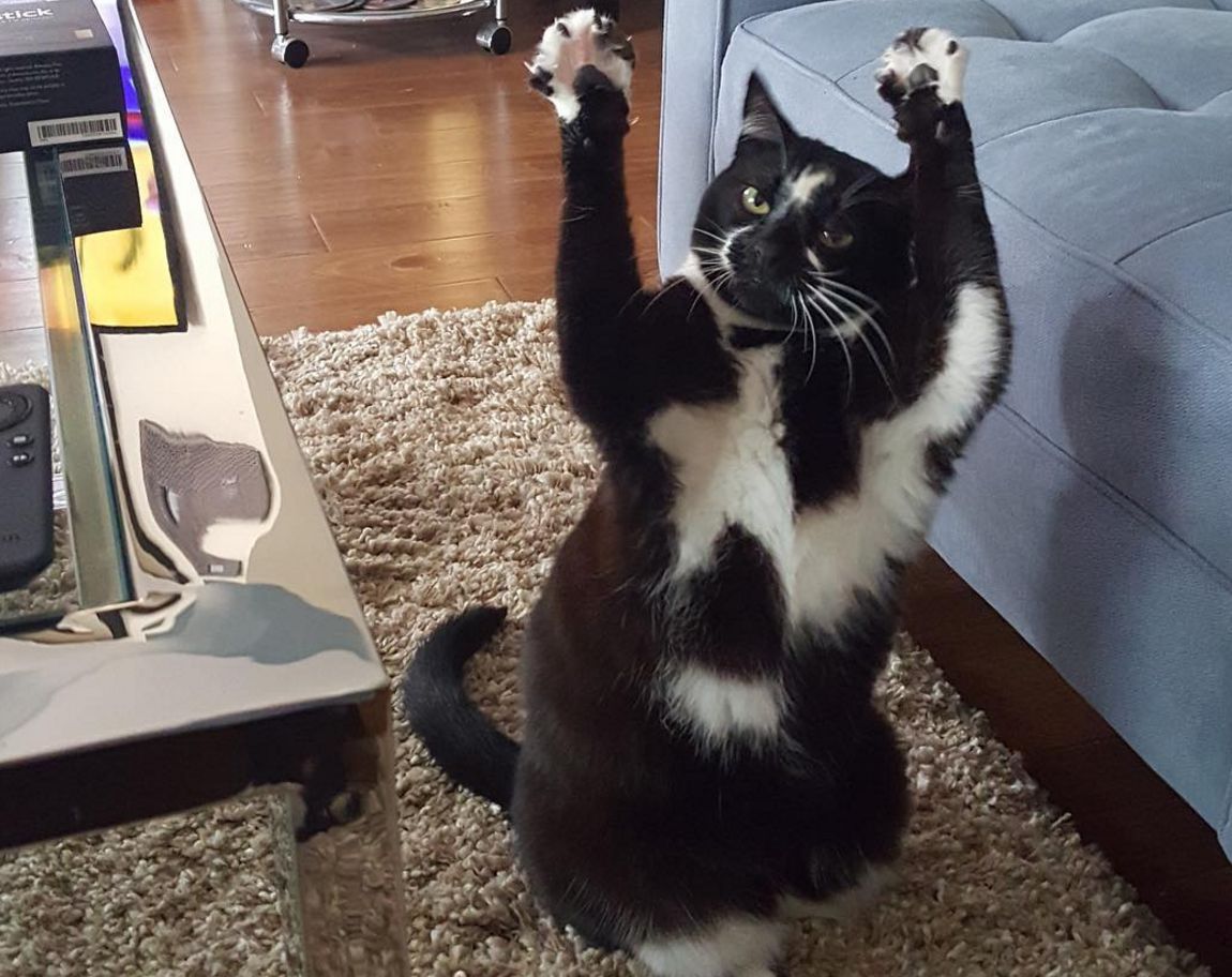 Jedyny taki kot w sieci. Robi furorę!