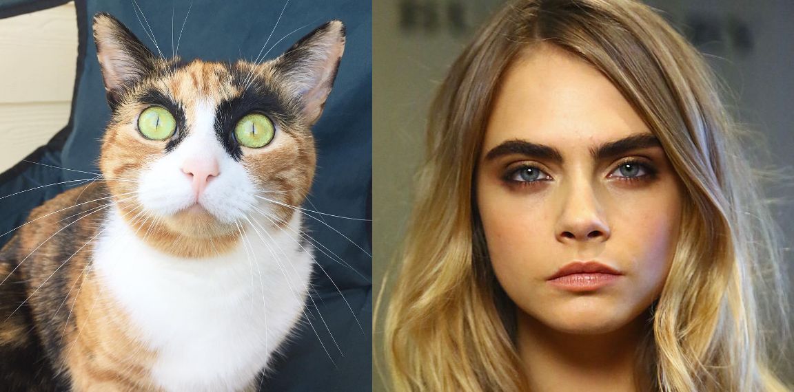 Kocie wcielenie Cary Delevingne. Spójrz na te brwi