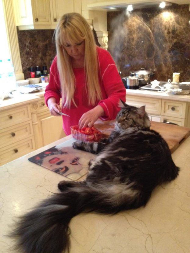 Maryla Rodowicz z kotem