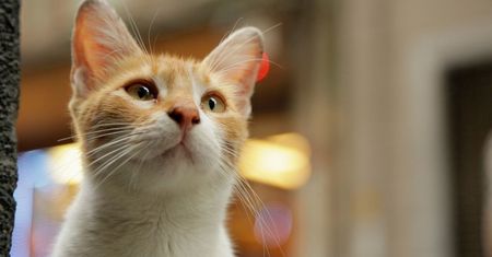Koty, koteczki, kiciusie. Na co iść do kina? Na "Kedi - sekretne życie kotów"!