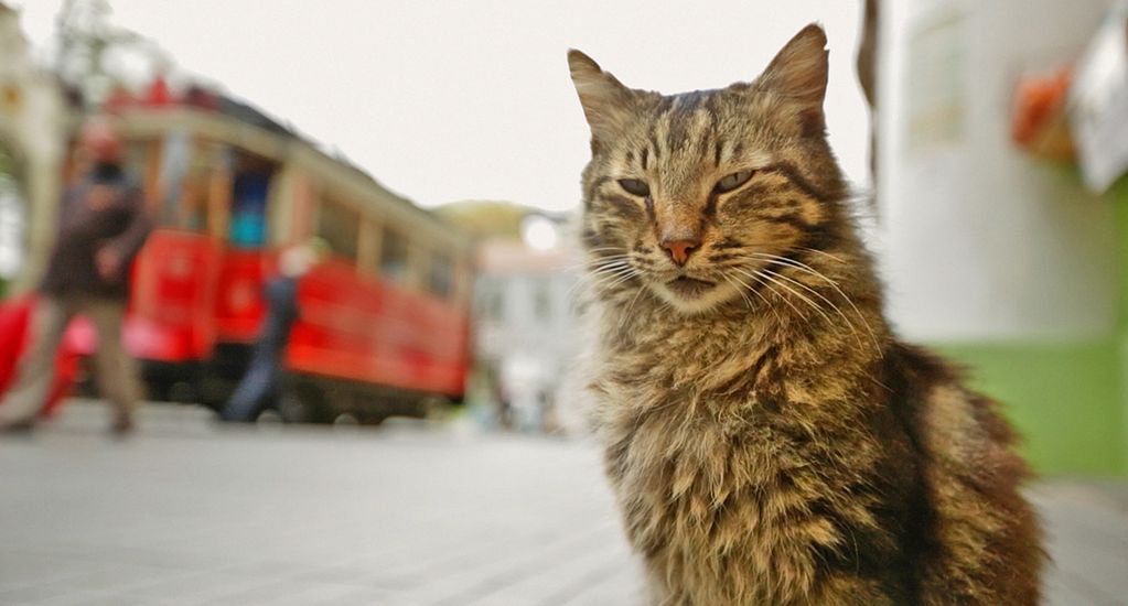 Dokument o kotach, który pokochali polscy widzowie. "KEDI" już na DVD