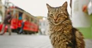 "KEDI" – koci film, który podbił świat. Teraz w Polsce