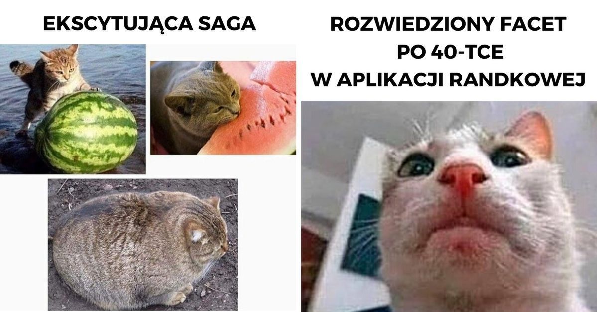 21 memów z kotami w roli głównej, które każdego doprowadzą do wybuchu niekontrolowanego śmiechu