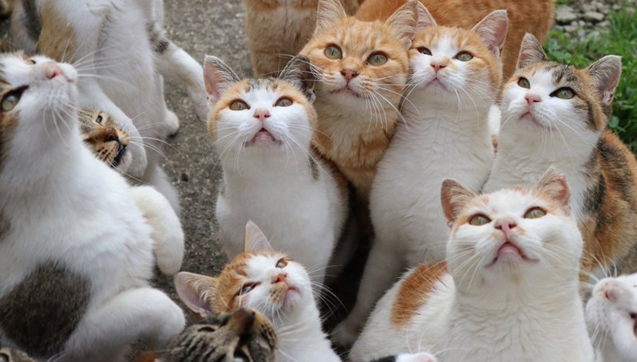 Kocia wyspa poprosiła o pomoc. Internauci nie zawiedli