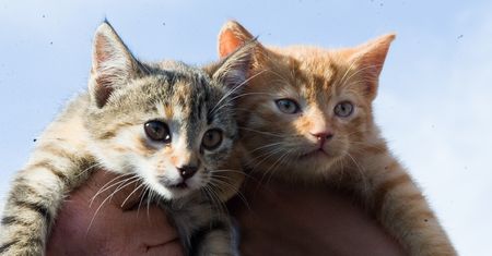 Adoptował koty, żeby zgotować im piekło