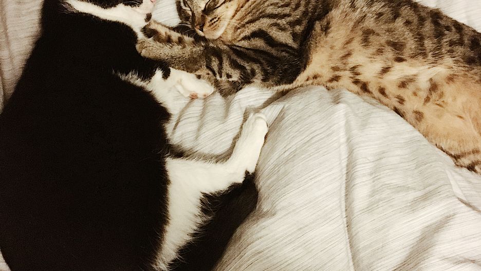 Koty: Felix i Mimi