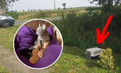 Boguszyce. Kotka i osiem kociąt porzuconych przy drodze. A obok... pudełko z karmą