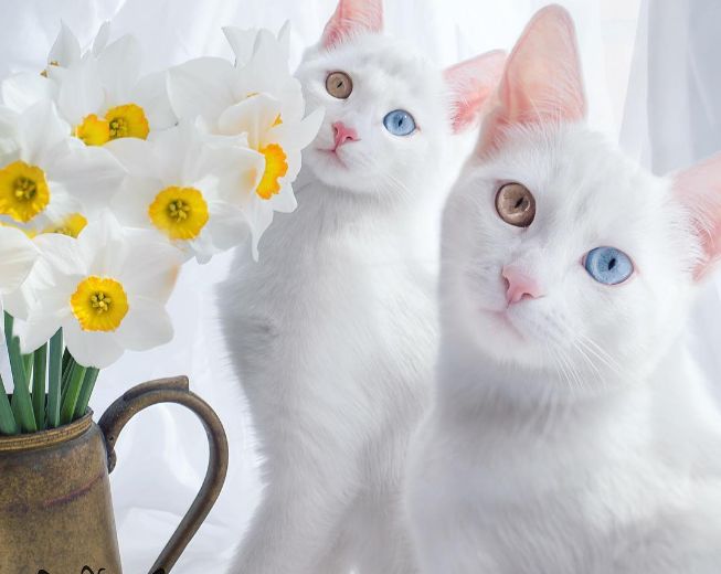 Mają niezwykłe spojrzenie. Daj się zahipnotyzować!