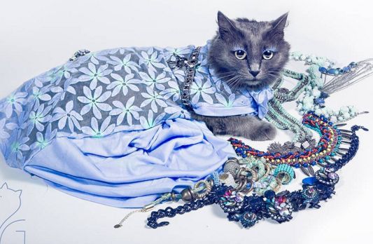 Najbardziej elegancka kotka. To gwiazda sieci