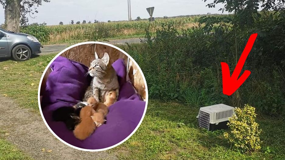 Zwierzęta były zamknięte w transporterze ponad dobę