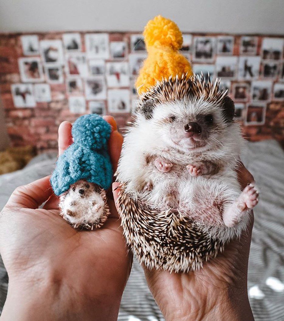 littlefeltedfriends/Instagram