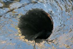 Bałtyk znów spłynął ściekami. Tym razem to nie Polska