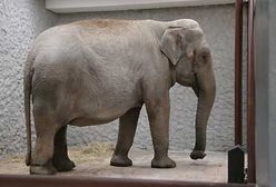 Słonie przyjechały do krakowskiego ZOO