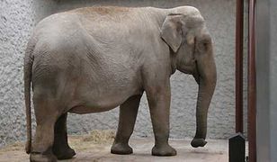 Słonie przyjechały do krakowskiego ZOO