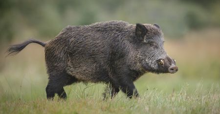 Afrykański pomór świń. Pierwszy przypadek w powiecie płockim