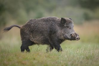 Afrykański pomór świń. Pierwszy przypadek w powiecie płockim