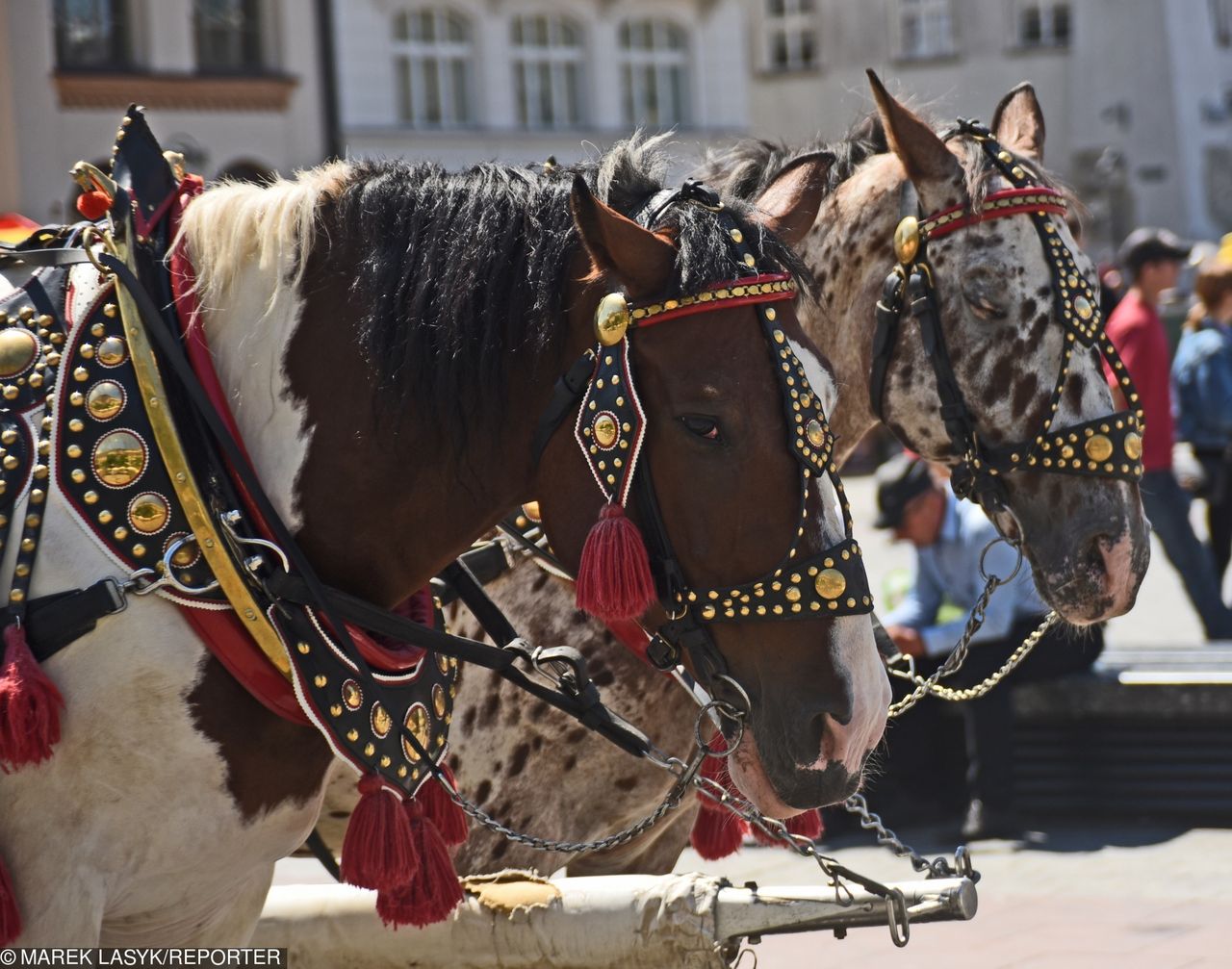 Potężny upał w Krakowie. Zakazano wjazdu dorożek na rynek