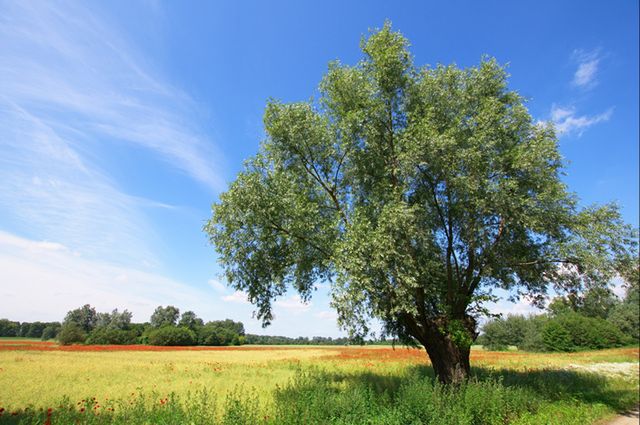 Pogoda na dziś — środa 31 lipca. Prognoza dla Warszawy, Gdańska, Wrocławia i innych. Sprawdź, gdzie będzie dziś burza, a gdzie zaświeci słońce