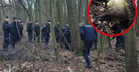 Kraków. Dzik zaatakował mieszkańców. Interweniowała policja