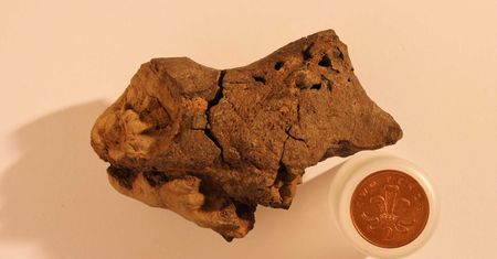 Niezwykłe znalezisko. Mózg dinozaura w skamielinie