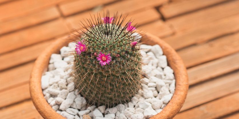 Mammillaria Zeilmanna 