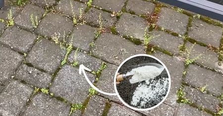 Weź z kuchni i wysyp na kostce brukowej. Mech zniknie w mgnieniu oka!