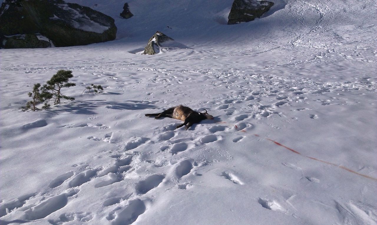 Niebezpieczne Tatry. Z powodu oblodzenia giną także zwierzęta