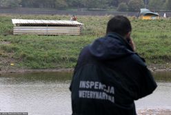 Martwe kozy w Warszawie. Sprawę zbada prokuratura