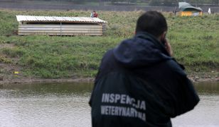 Martwe kozy w Warszawie. Sprawę zbada prokuratura