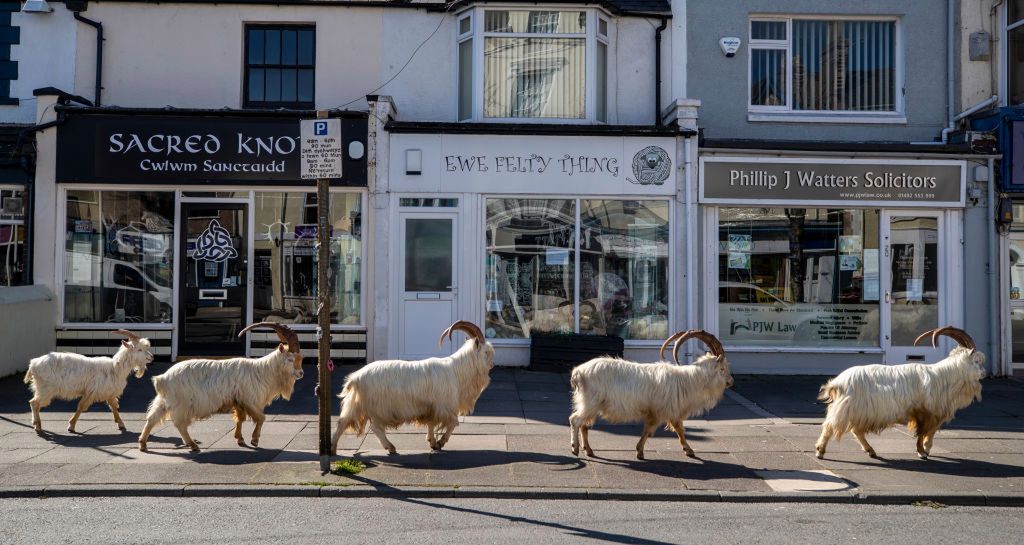 Kozy opanowały miasto w Walii