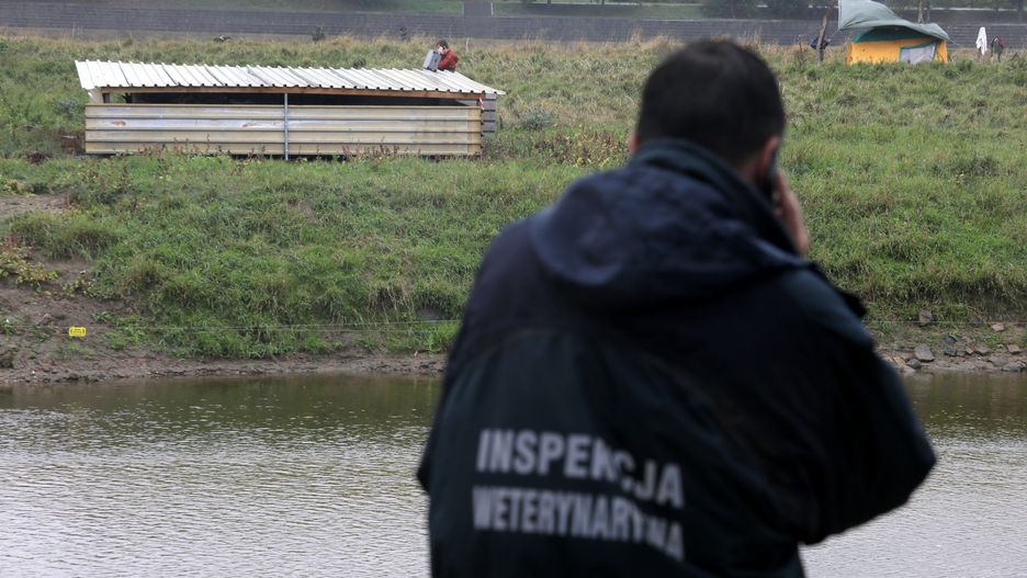 Martwe kozy na wyspie. Hodowcą stada jest Rustam K.