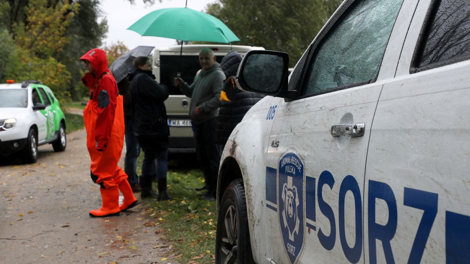 Warszawa. Szkielety kóz odkryte na wyspie