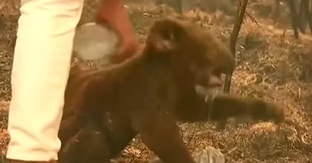 Pożary w Australii. Koala uratowany z płomieni przez kobietę