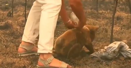 Australia w ogniu. Tragiczne doniesienia dot. koali Lewisa