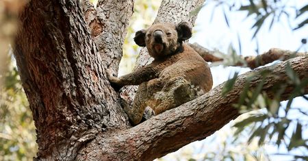 Australia. Miś koala płakał z bólu. Wzruszające wideo poruszyło internautów