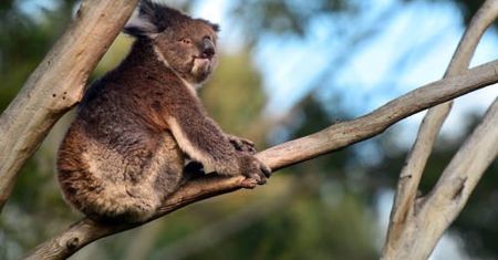 Setki misiów koala spłonęły w pożarze. "Narodowa tragedia"
