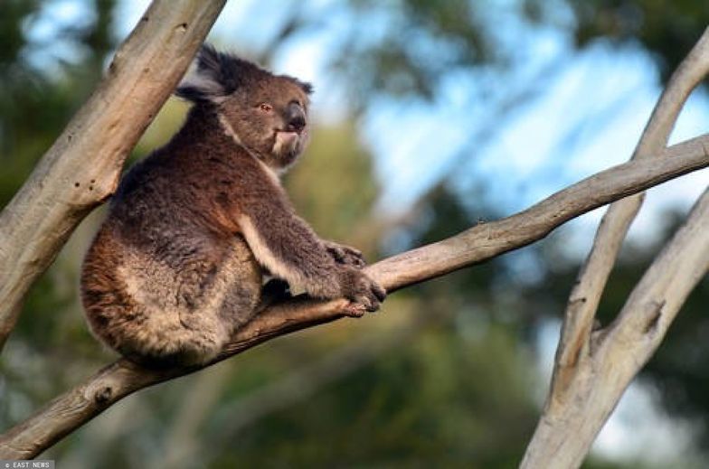 Zagrożone misie koala w Australii