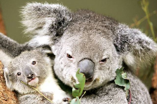 W australijskiej wersji South Parku zamiast sondy analnej będzie miś koala