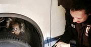 Koala przejechała 16 km w nadkolu. To cud, że nic się jej nie stało