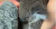 Australia. Osierocona koala przytula zabawkę, która przypomina jej mamę