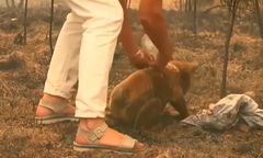 Australia w ogniu. Tragiczne doniesienia dot. koali Lewisa