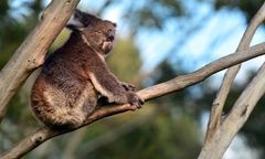 Setki misiów koala spłonęły w pożarze. "Narodowa tragedia"