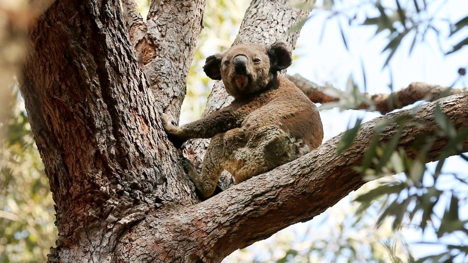 Koala w niebezpieczeństwie. Pożary w Australii zabiły już setki misiów