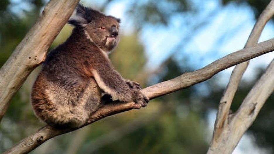 Zagrożone misie koala w Australii