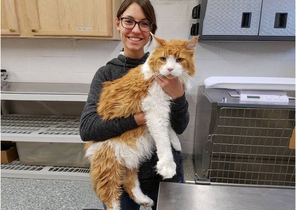 Gigantyczny kot. Był zbyt duży do schroniska