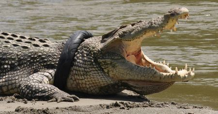 Krokodyl z oponą na szyi. Indonezja oferuje nagrodę dla osoby, która uratuje zwierzę